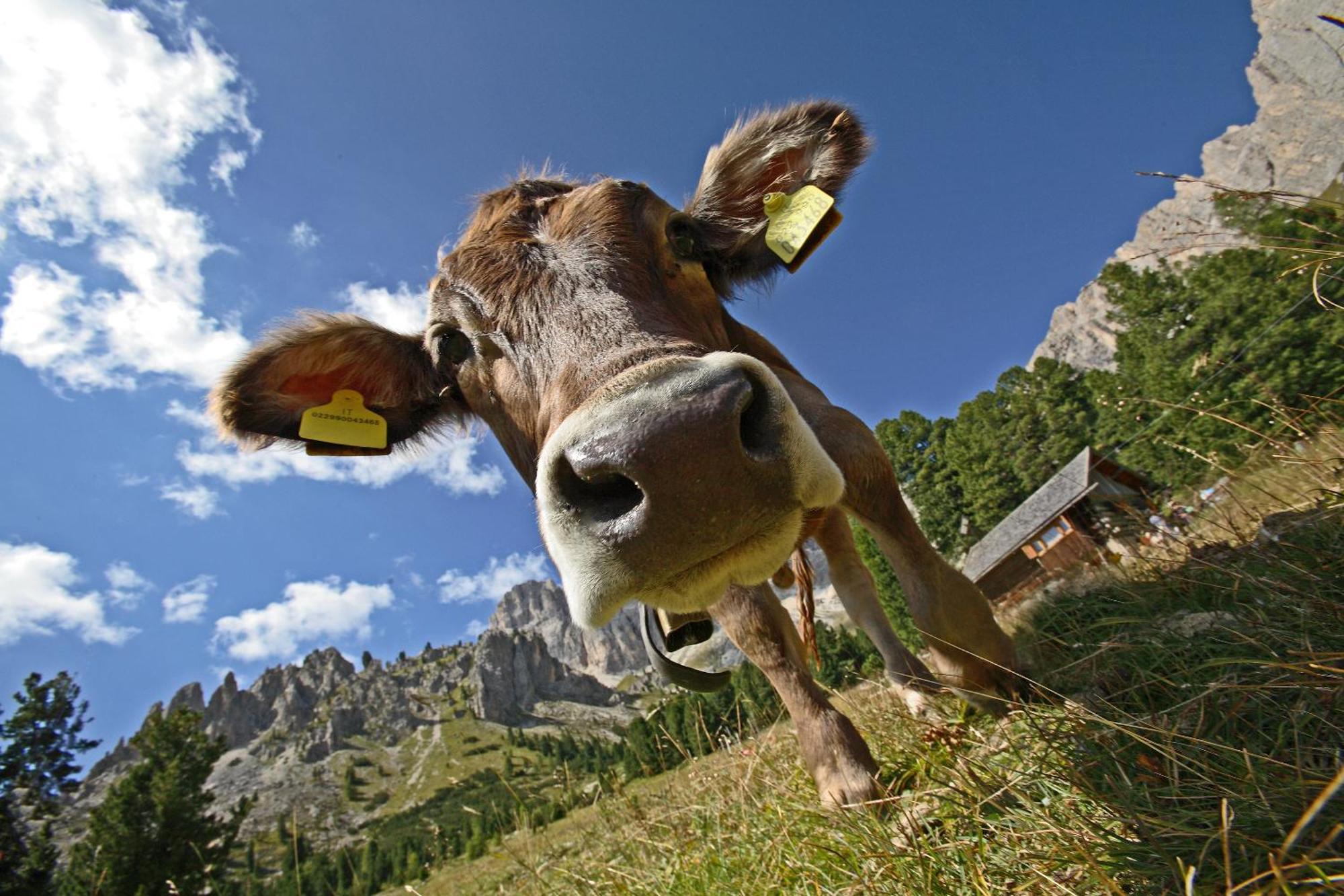Hotel Diamant Park Campitello di Fassa Exterior foto